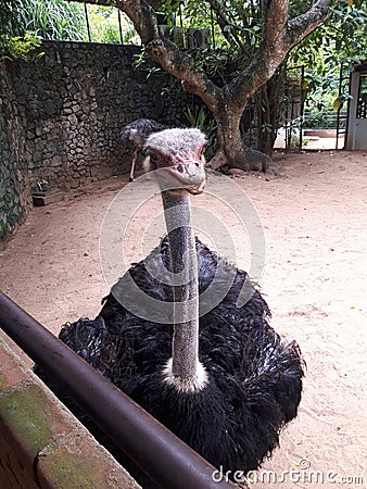 Ostrich in the zoo sri lanka Stock Photo