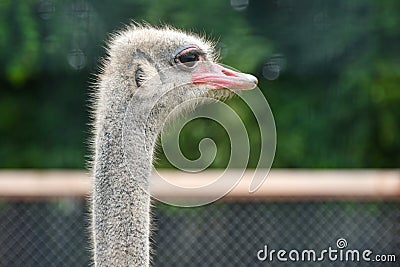 Ostrich in the zoo is watching, close-up Stock Photo