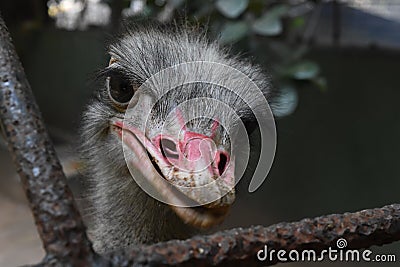 An Ostrich at Zoological Gardens, Dehiwala. Colombo, Sri Lanka Stock Photo