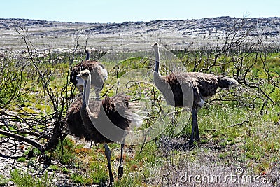 Ostriches at the Cape Peninsula in South Africa Stock Photo