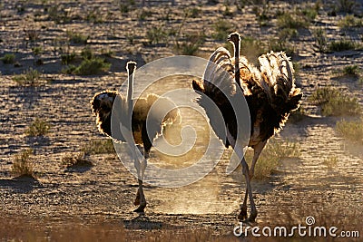 Ostriches in dust Stock Photo