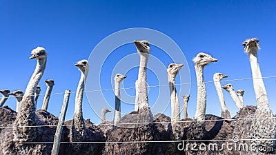 Ostriches Farm Birds Fence Stock Photo