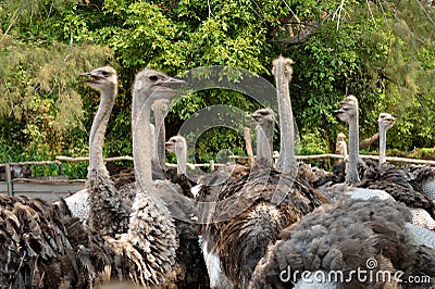 Ostriches farm Stock Photo