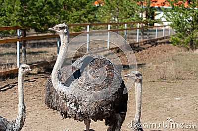 Ostriches on a farm on a summer sunny day Stock Photo