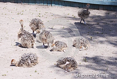Ostriches fluffy chicks walking farm sand Stock Photo