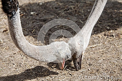 Ostriches headbanging Stock Photo