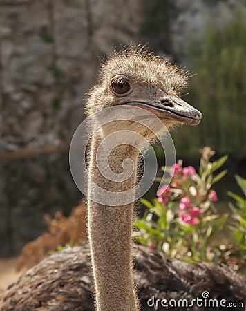 Ostriches near Arbatax. Sardinia. Italy Stock Photo