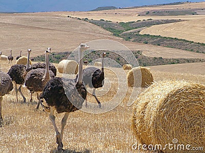 Ostriches near Heidelberg, South Africa Stock Photo
