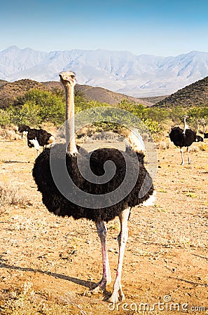 Ostriches near Oudtshoorn, South Africa Stock Photo