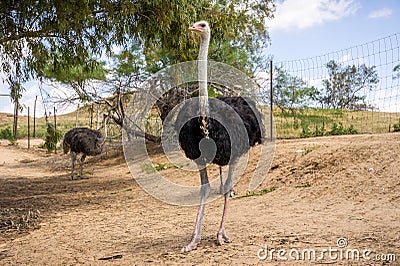 Ostriches on the ostrich farm in Israel Stock Photo