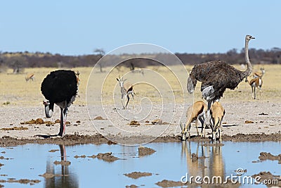 Ostriches and springbok at the waterhole Stock Photo