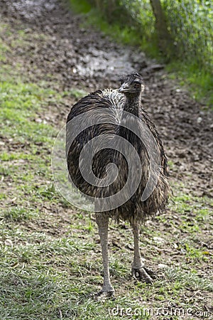 Ostriches (Struthio). Commercial ostrich production. Poultry breeding Stock Photo