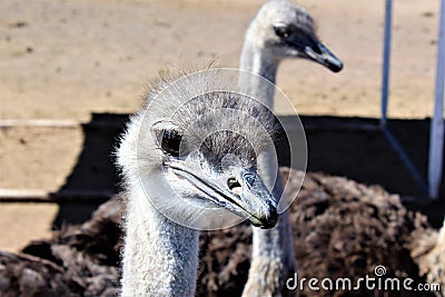 Ostrichs Stock Photo