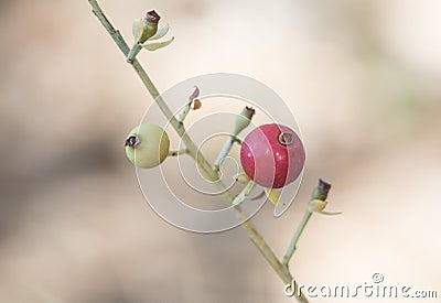 Osyris alba wild broom green and red autumnal berries according to maturation with the peduncle on a homogeneous green background Stock Photo