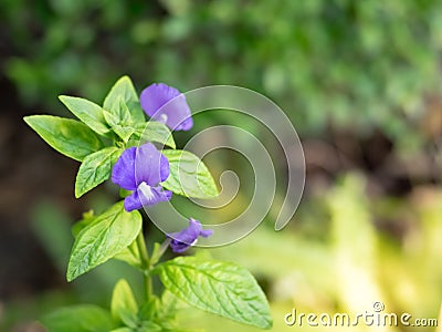 Otacanthus caeruleus Blue Hawaii, Brazillian Snapdragon Stock Photo