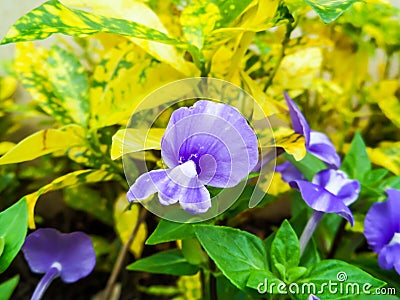 Otacanthus caeruleus the name of purple white flower ,Thailand c Stock Photo