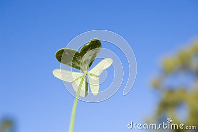 Other side of clover Stock Photo