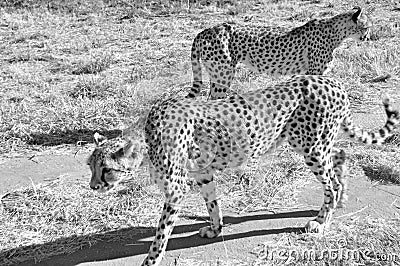 Otjiwarongo: Two cheetahs walking through the namibian Kalahari Stock Photo