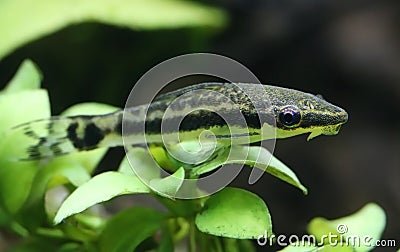 Otocinclus in planted aquarium Stock Photo