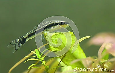 Otocinclus in planted aquarium Stock Photo