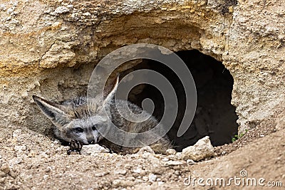 Otocyon is resting in front of his burrow Stock Photo