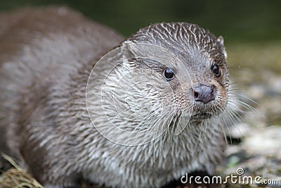 Otter Stock Photo