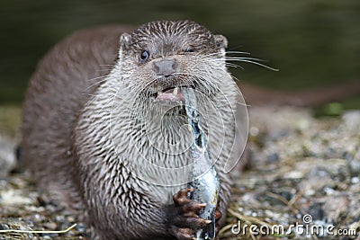 Otter Stock Photo