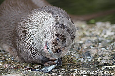 Otter Stock Photo