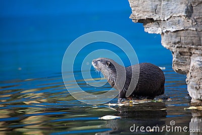 Otter Stock Photo