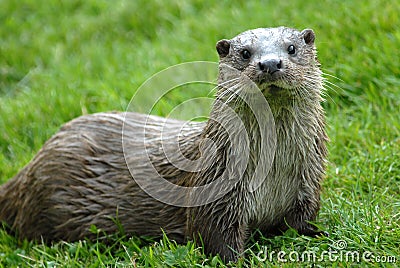 Otter Stock Photo