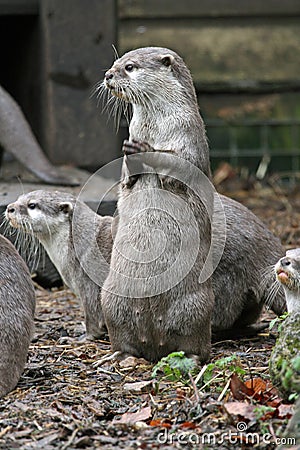 Otter Stock Photo