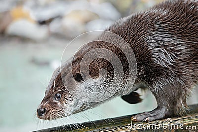 Otter close up in profile. The muzzle and front paws are a fluffy predatory water river animal of the eye of a button, a sly Stock Photo