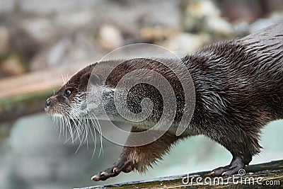 Otter close up in profile. The muzzle and front paws are a fluffy predatory water river animal of the eye of a button, a sly Stock Photo