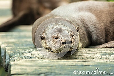 Otter couple sleeping after lunch Stock Photo