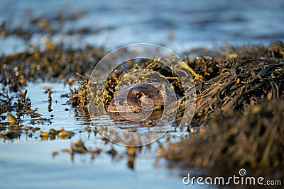 Otter cub Lutra lutra floating in a kelp bed Stock Photo