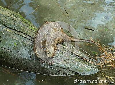 Otter on a log Stock Photo