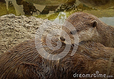 The otter Stock Photo