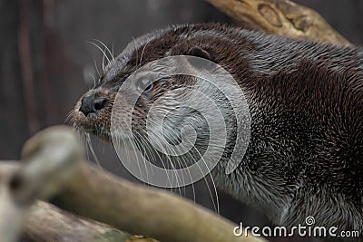 Otter muzzle in profile. The muzzle of a river animal is a furry predatory animal with beautiful fur, eyes of a button Stock Photo