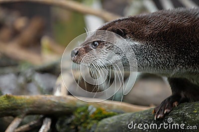 Otter muzzle in profile. The muzzle of a river animal is a furry predatory animal with beautiful fur, eyes of a button Stock Photo
