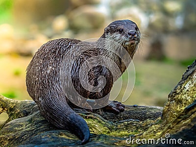 Otter Stock Photo