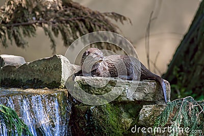 Otter. Scenic riverside wildlife. Picturesque animal lying on rocks by a stream waterfall. Stock Photo