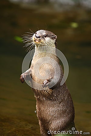 Otter Standing Stock Photo