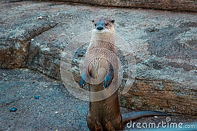 Otter standing up in an enclosure at the John Ball Zoo Stock Photo