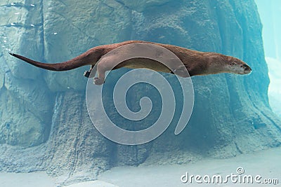 Otter swimming in water Stock Photo