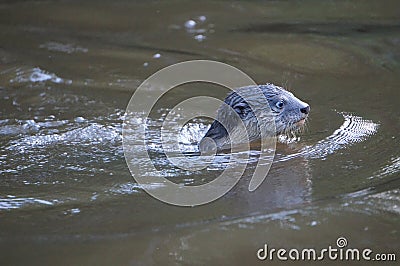 Otter swims Stock Photo