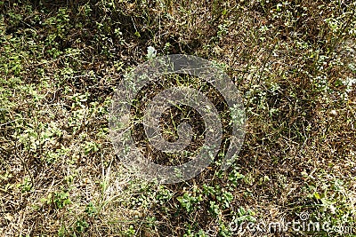 Spinnen und Schmetterling im Otternhagener Moor. Stock Photo