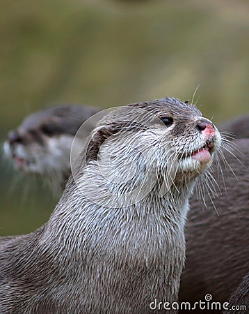 Otters Stock Photo