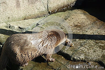 Otters in Atlanterhavsparken, Norway Editorial Stock Photo