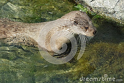 Otters in Atlanterhavsparken, Norway Stock Photo