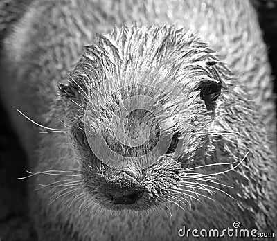 Otters are carnivorous mammals in the subfamily Lutrinae. Stock Photo